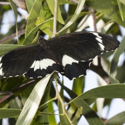 Papilio aegeus (Orchard Swallowtail, Large Citrus Butterfly) at Weetangera, ACT - 24 Feb 2023 by AlisonMilton
