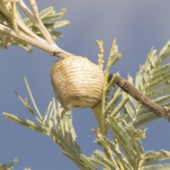 Mantidae (family) at Belconnen, ACT - 24 Feb 2023