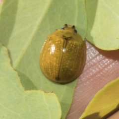 Paropsisterna cloelia (Eucalyptus variegated beetle) at Weetangera, ACT - 23 Feb 2023 by AlisonMilton