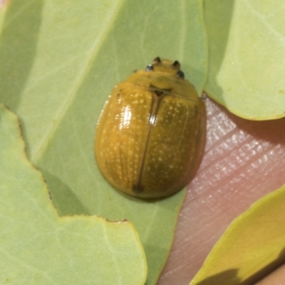 Paropsisterna cloelia (Eucalyptus variegated beetle) at Weetangera, ACT - 24 Feb 2023 by AlisonMilton