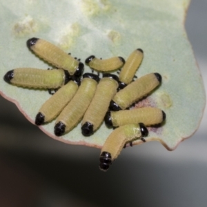 Paropsisterna cloelia at Weetangera, ACT - 24 Feb 2023 08:16 AM