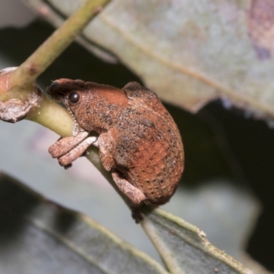 Gonipterus sp. (genus) (Eucalyptus Weevil) at Weetangera, ACT - 23 Feb 2023 by AlisonMilton