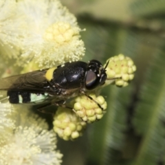 Odontomyia hunteri (Soldier fly) at Higgins, ACT - 27 Nov 2022 by AlisonMilton