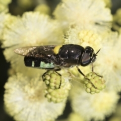 Odontomyia hunteri at Higgins, ACT - 28 Nov 2022 08:26 AM