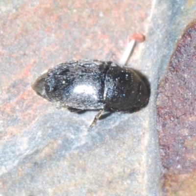 Nitidulidae sp. (family) (Sap beetle) at Cavan, NSW - 30 Sep 2023 by Harrisi