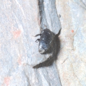 Nitidulidae sp. (family) at Cavan, NSW - 30 Sep 2023 10:18 PM