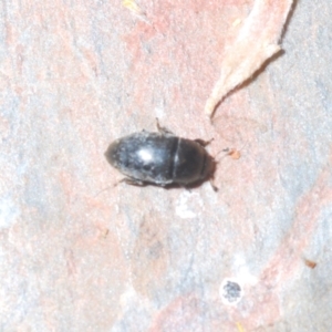 Nitidulidae sp. (family) at Cavan, NSW - 30 Sep 2023