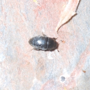 Nitidulidae sp. (family) at Cavan, NSW - 30 Sep 2023 10:18 PM