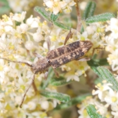 Pempsamacra dispersa (Longhorn beetle) at Stony Creek - 30 Sep 2023 by Harrisi