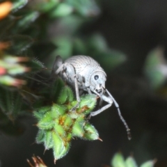 Polyphrades paganus (A weevil) at Canberra Central, ACT - 1 Oct 2023 by Harrisi