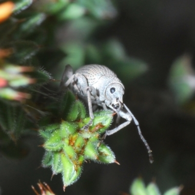 Polyphrades paganus (A weevil) at Black Mountain - 1 Oct 2023 by Harrisi
