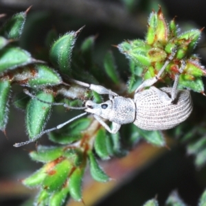 Polyphrades paganus at Canberra Central, ACT - 1 Oct 2023