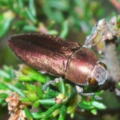 Melobasis propinqua (Propinqua jewel beetle) at Canberra Central, ACT - 2 Oct 2023 by Harrisi