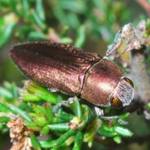 Melobasis propinqua at Canberra Central, ACT - 2 Oct 2023