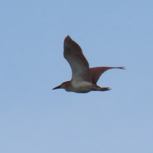 Nycticorax caledonicus at Fyshwick, ACT - 3 Oct 2023 11:02 AM