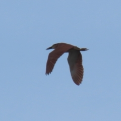 Nycticorax caledonicus at Fyshwick, ACT - 3 Oct 2023