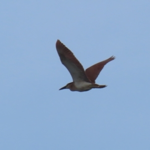 Nycticorax caledonicus at Fyshwick, ACT - 3 Oct 2023