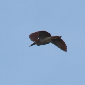 Nycticorax caledonicus at Fyshwick, ACT - 3 Oct 2023 11:02 AM