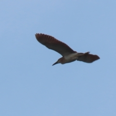 Nycticorax caledonicus at Fyshwick, ACT - 3 Oct 2023 11:02 AM