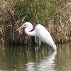 Ardea alba (Great Egret) at Jerrabomberra Wetlands - 3 Oct 2023 by RodDeb