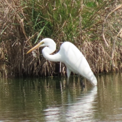 Ardea alba (Great Egret) at Jerrabomberra Wetlands - 3 Oct 2023 by RodDeb