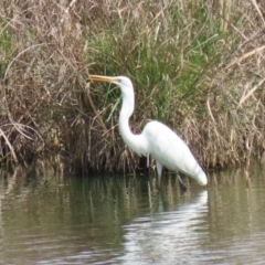 Ardea alba at Fyshwick, ACT - 3 Oct 2023