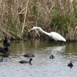 Ardea alba at Fyshwick, ACT - 3 Oct 2023