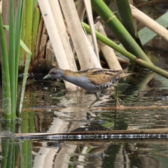 Zapornia pusilla (Baillon's Crake) at Fyshwick, ACT - 3 Oct 2023 by RodDeb