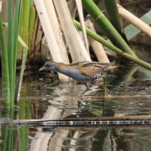 Zapornia pusilla at Fyshwick, ACT - 3 Oct 2023