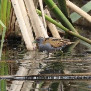 Zapornia pusilla at Fyshwick, ACT - 3 Oct 2023