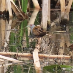 Zapornia pusilla at Fyshwick, ACT - 3 Oct 2023