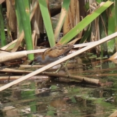 Zapornia pusilla at Fyshwick, ACT - 3 Oct 2023