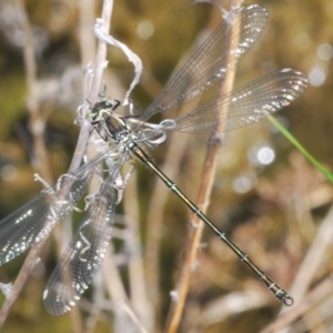 Austroargiolestes icteromelas at Melrose - 2 Oct 2023 03:20 PM