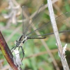 Austroargiolestes icteromelas at Melrose - 2 Oct 2023 03:20 PM