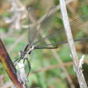 Austroargiolestes icteromelas at Melrose - 2 Oct 2023 03:20 PM