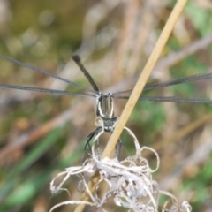 Austroargiolestes icteromelas at Melrose - 2 Oct 2023