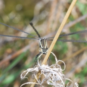 Austroargiolestes icteromelas at Melrose - 2 Oct 2023