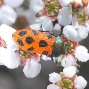 Castiarina octomaculata (A jewel beetle) at Canberra Central, ACT by Harrisi