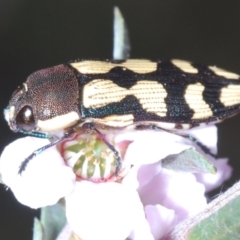 Castiarina decemmaculata (Ten-spot Jewel Beetle) at Black Mountain - 3 Oct 2023 by Harrisi