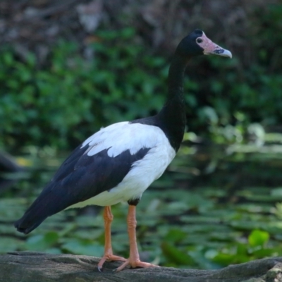 Anseranas semipalmata (Magpie Goose) at Ormiston, QLD - 3 Oct 2023 by TimL