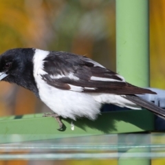 Cracticus nigrogularis (Pied Butcherbird) at Wellington Point, QLD - 3 Oct 2023 by TimL