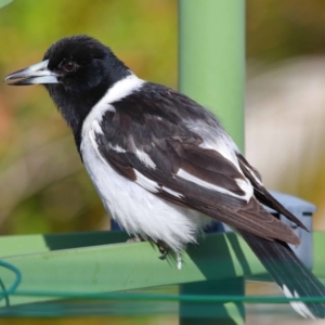 Cracticus nigrogularis at Wellington Point, QLD - suppressed