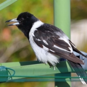 Cracticus nigrogularis at Wellington Point, QLD - suppressed