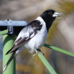 Cracticus nigrogularis at Wellington Point, QLD - suppressed