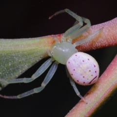 Lehtinelagia evanida (Pink Flower Spider) at Ormiston, QLD - 3 Oct 2023 by TimL