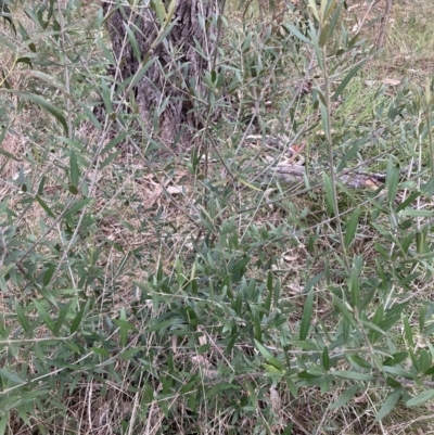 Olea europaea subsp. cuspidata (African Olive) at Mount Majura - 3 Oct 2023 by waltraud