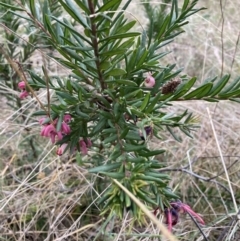 Grevillea Canberra Gem (Grevillea rosmarinifolia x juniperina (Hybrid)) at Mount Majura - 3 Oct 2023 by waltraud