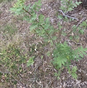 Sorbus domestica at Hackett, ACT - 3 Oct 2023