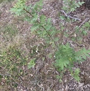 Sorbus domestica at Hackett, ACT - 3 Oct 2023 06:53 PM