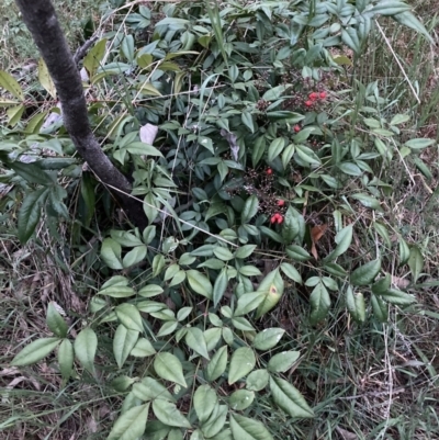 Nandina domestica (Sacred Bamboo) at Hackett, ACT - 3 Oct 2023 by waltraud